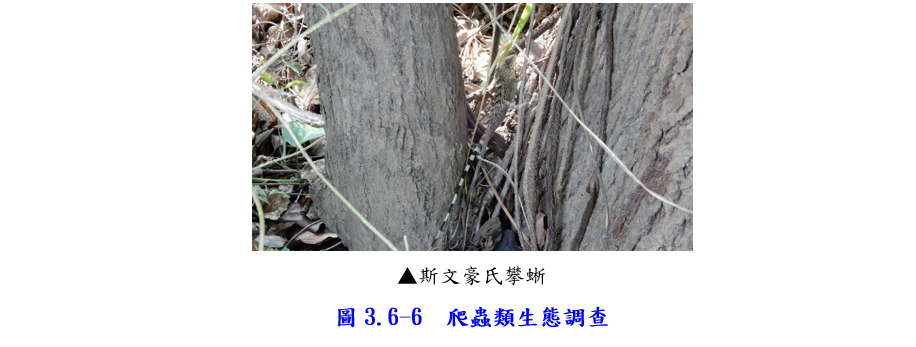 工區爬蟲類生態調查圖片